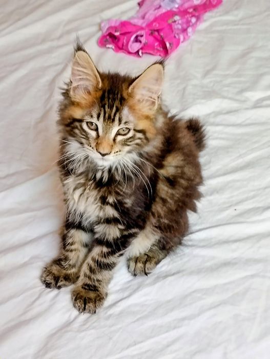 Última gatinha tabby