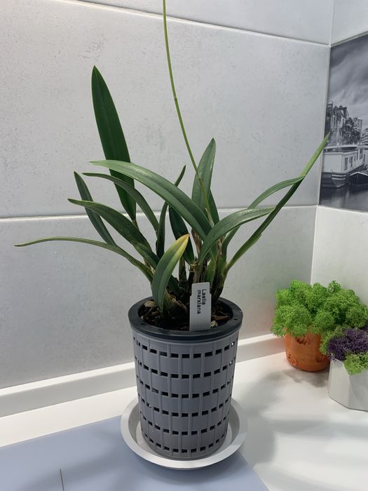 Орхідея Laelia Marxiana доросла