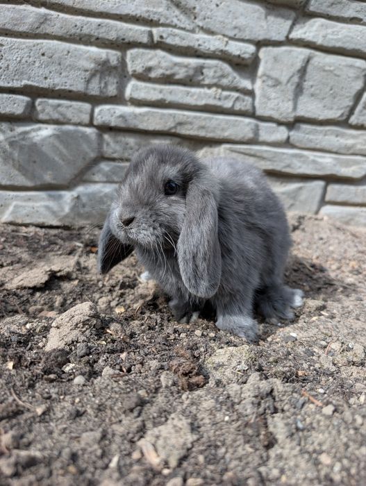 Mini lop, baranek miniaturka, metryka