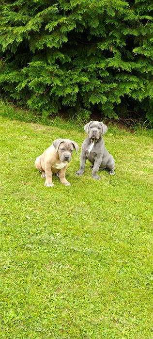 Cane Corso Italiano GOTOWE DO ODBIORU Rodowód Chip