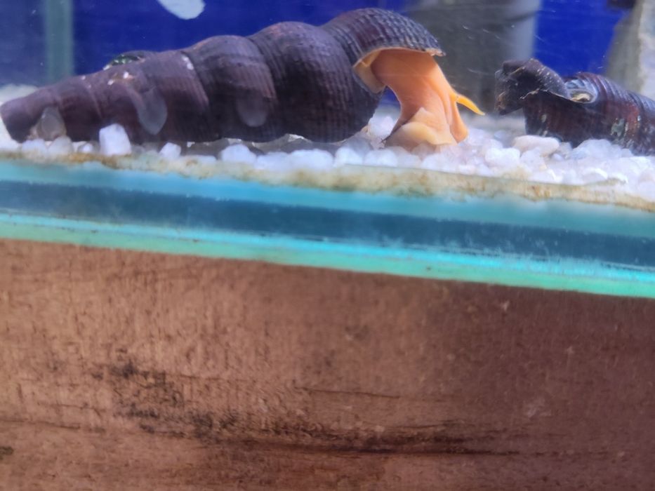 Caracol.   coelho