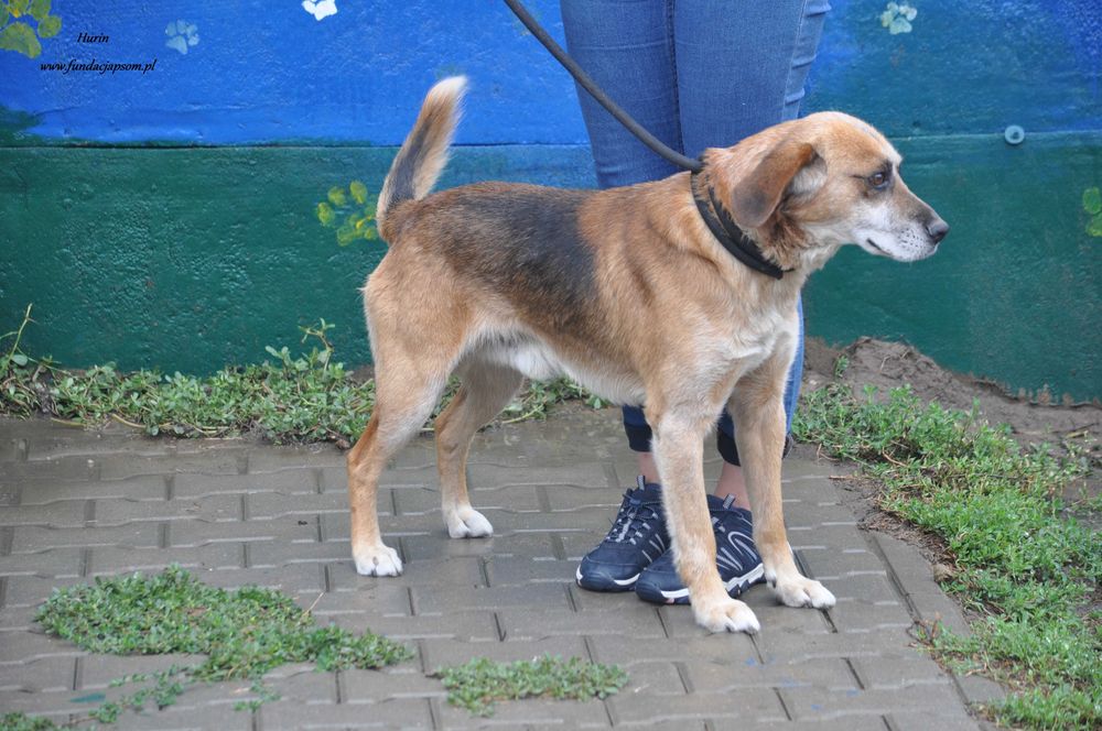 Hurin szuka właściciela