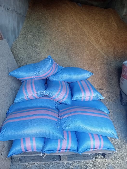 Owies czyszczony dla koni, królików kur itp