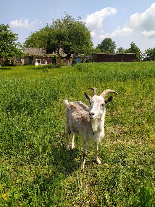 КОЗЕНЯТА хлопчики  продам 3 місяці