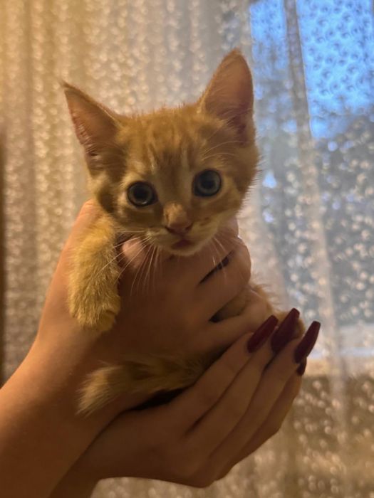 Рыжие котята ищет любящих хозяев