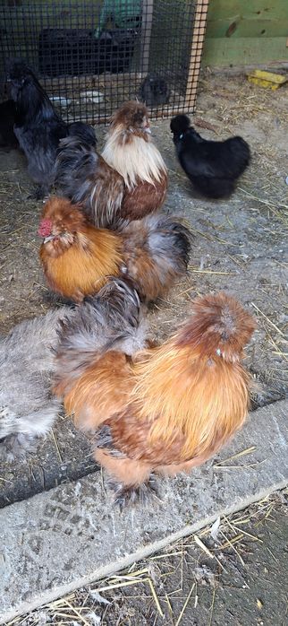 Sprzedam koguty silki