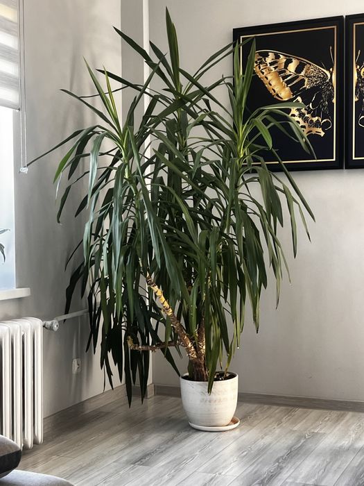 Kwiat Domowy Juka Duża 2m