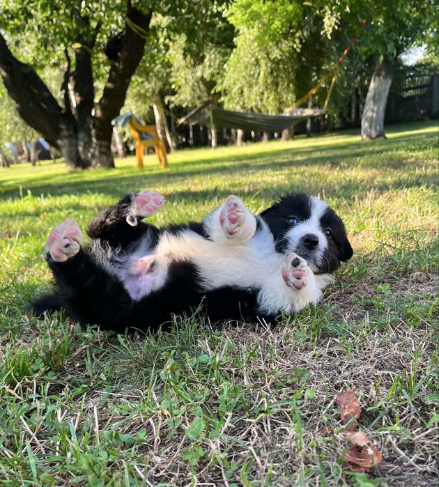 Border Collie Rodowód