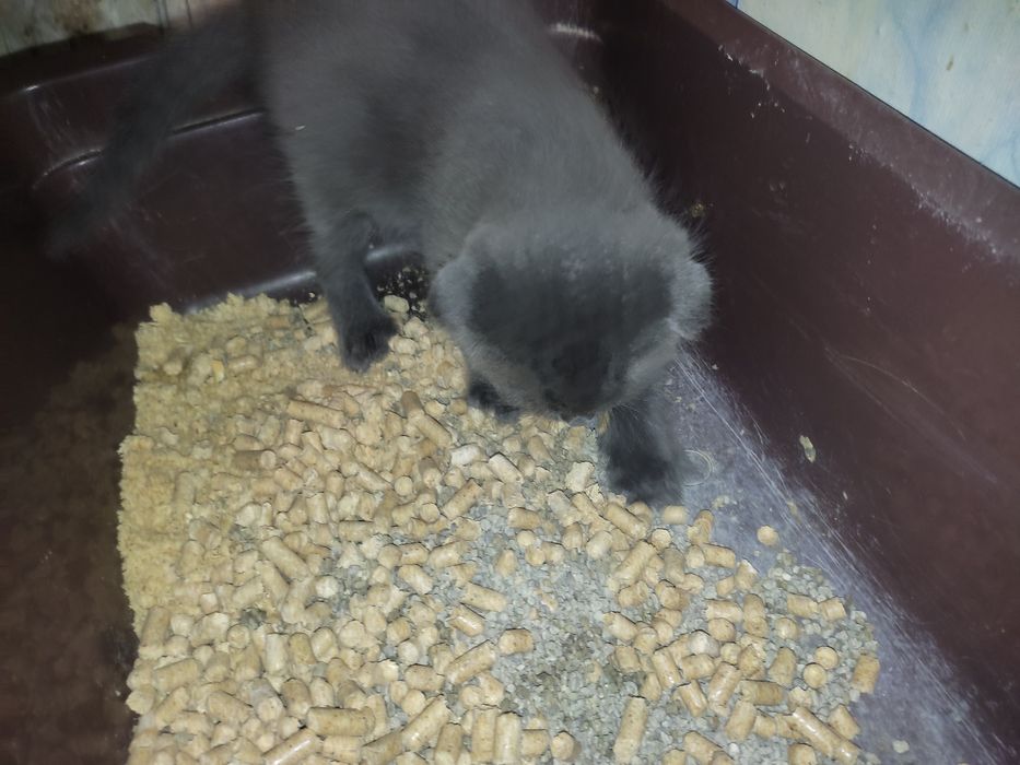 Британець Хлопчик з доставкою