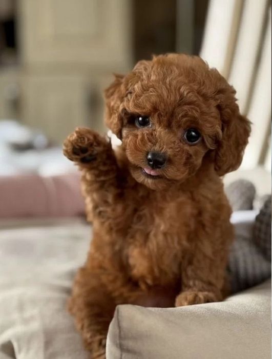 Дівчата той пудель