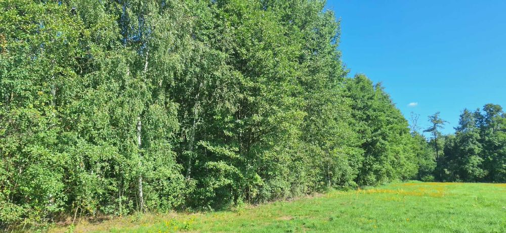 Duża działka rolno - budowlana z lasem - Widok 3