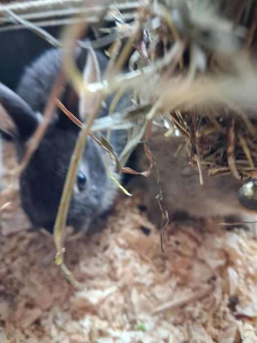 Coelhos anoes para entrega imediata