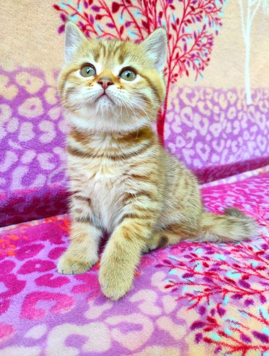 Золотая тигрулька шотландская шиншиллка