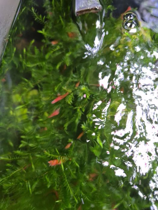 Krewetki red cherry po sakurach