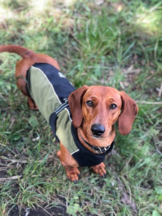 Вязка Такси чистопородиста