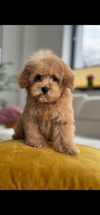 Dziewczynka  plowa pudel toy