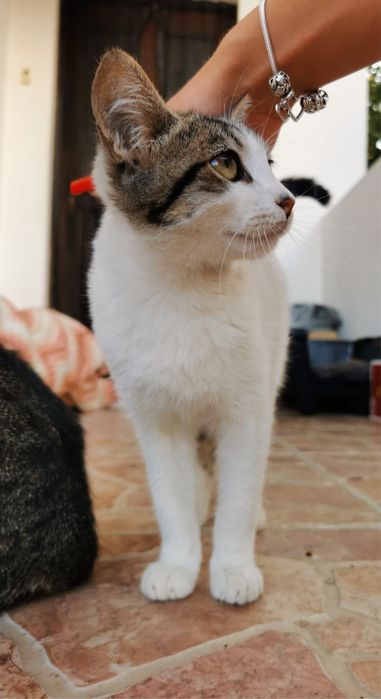 Gatinhos, gatos, gata
