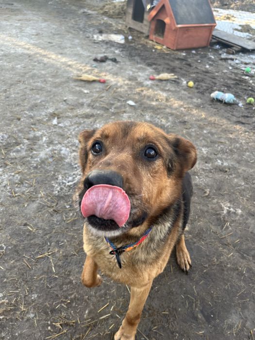 pies do adopcji za darmo