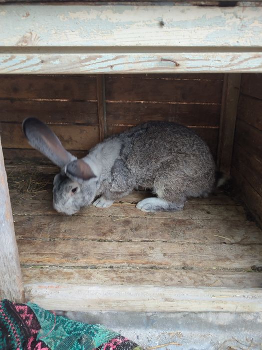 Продам кролів європейська шиншила