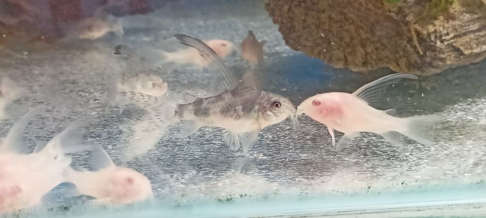 Sprzedam kirysy, kiryski pstre