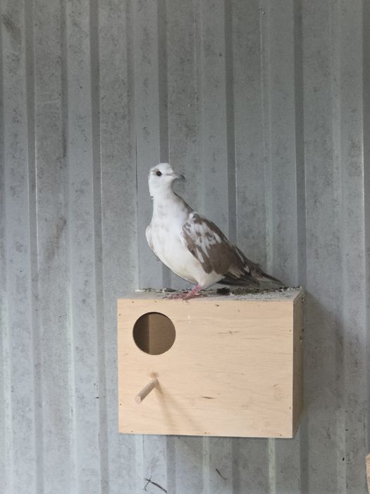 Gołąbki cukrówki