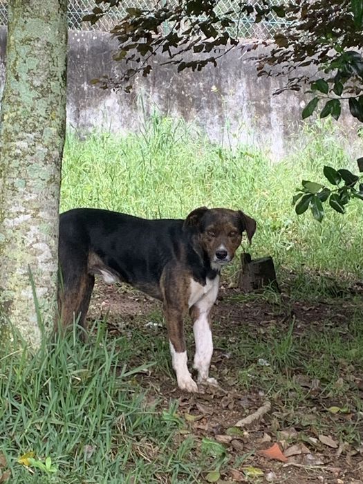Cães para adoção