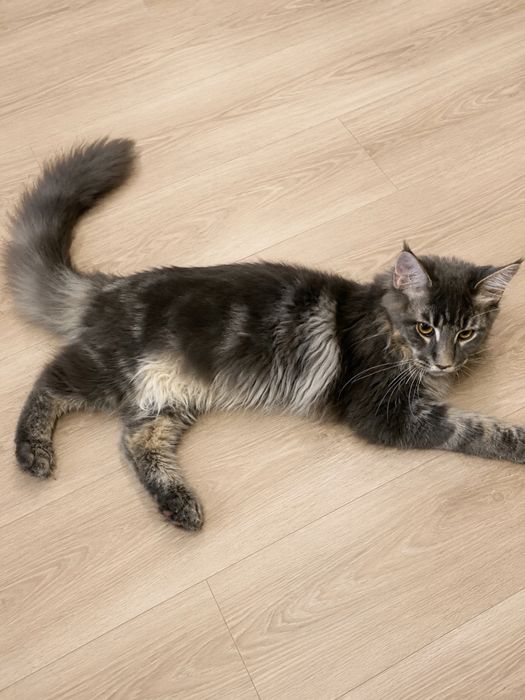 Котик  породы Мейн-Кун