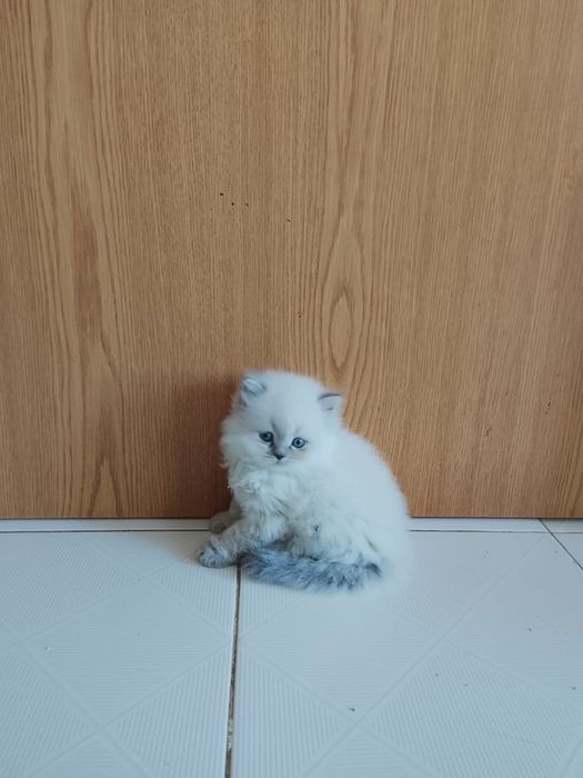 Gatinho Scottish Straight
