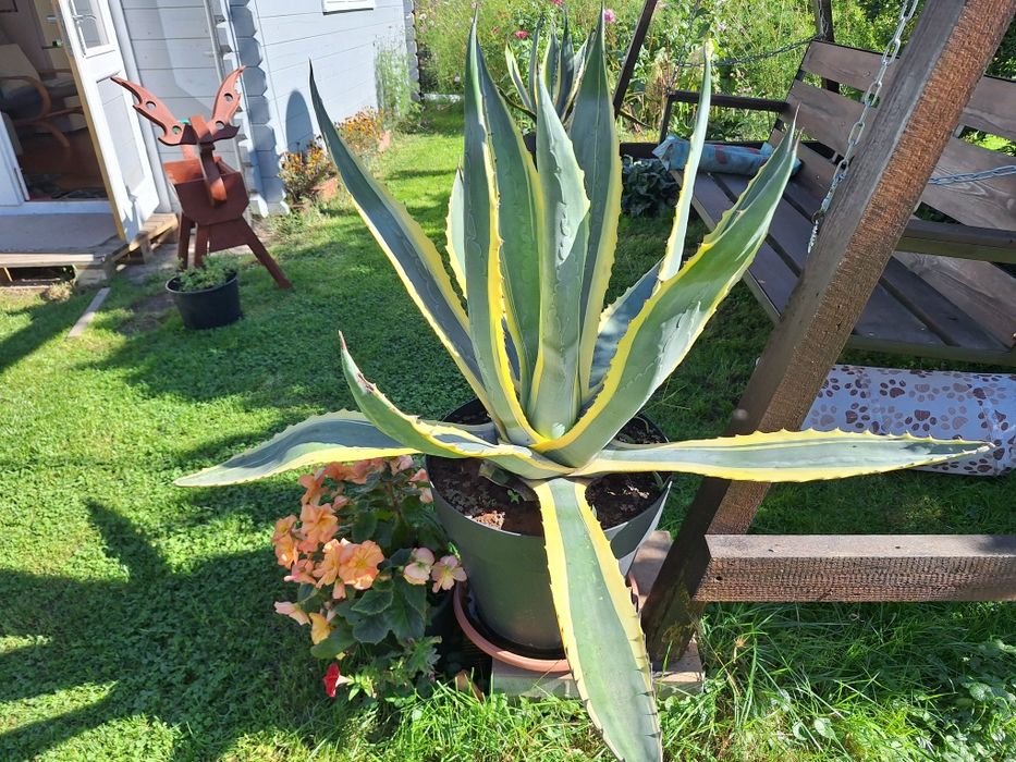 Agawa  pięcioletnia