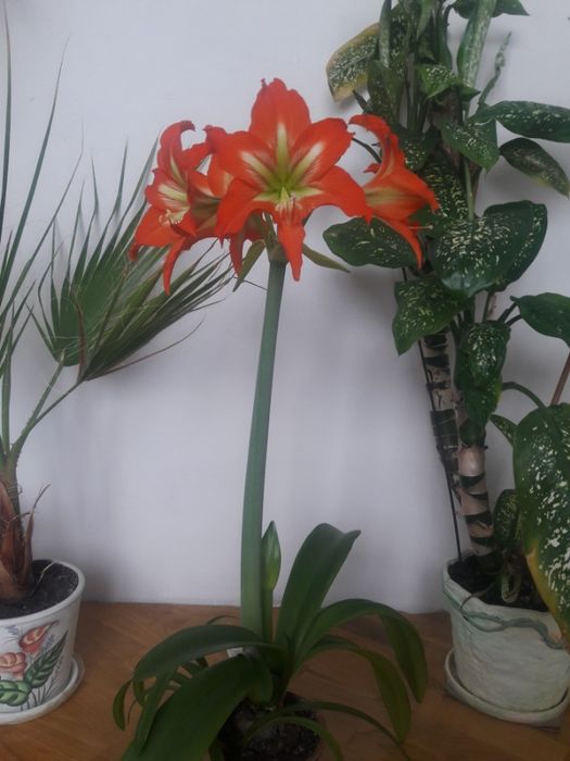 Вазонок Гіпеаструм