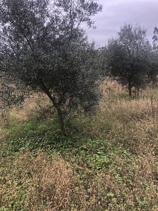 Oliveiras para jardim