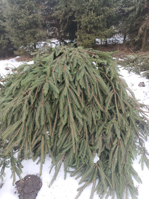 Gałęzie świerka oddam za darmo