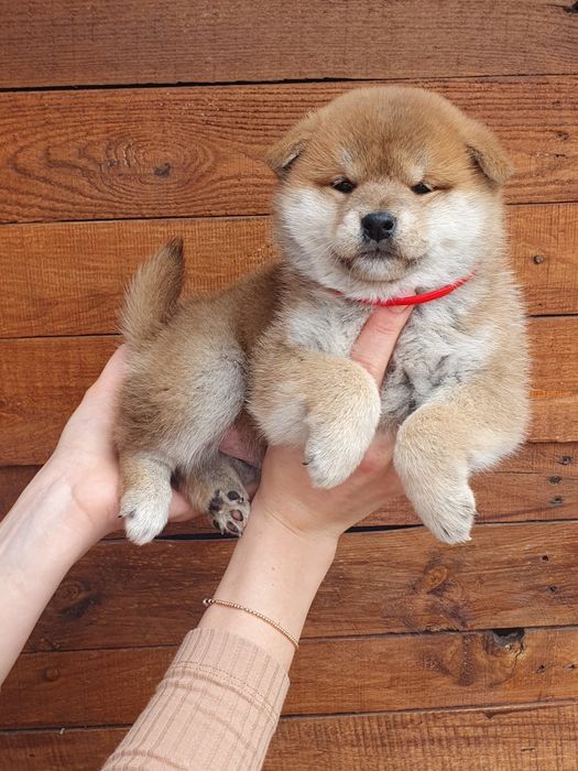 Шиба іну, shiba, сиба цуценят з міжнародного розплідника