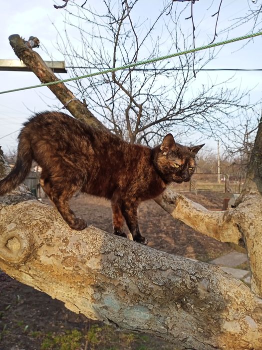 Віддам кішечку безкоштовно