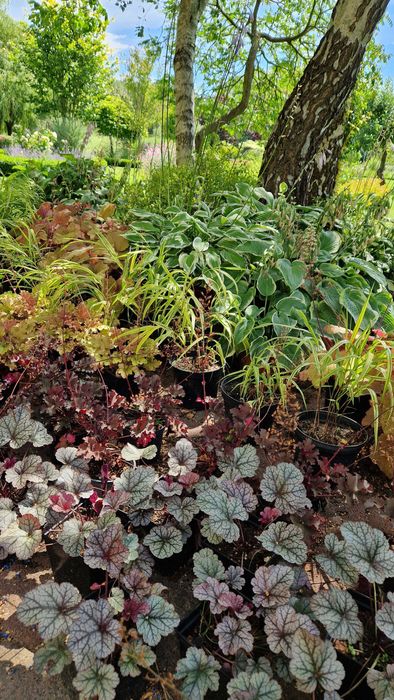 Jeżówki, żurawki,  stipy, hakonechloa, werbeny, bukszpany, trzmieliny