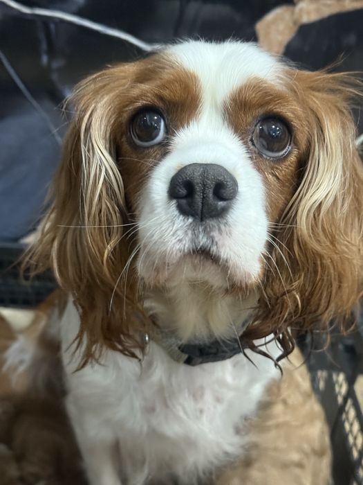 Cavapoo chłopak DO ODBIORU