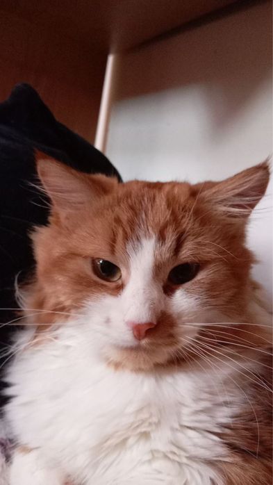 Отдадим котов в хорошие руки!