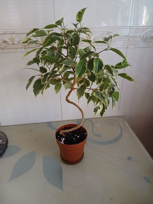 Продам фікус  бенджаміна