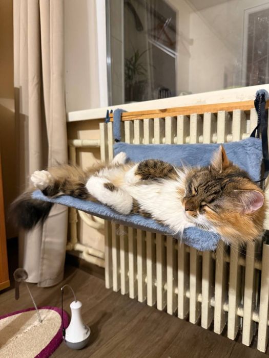 Кішка Шеррі шукає дім