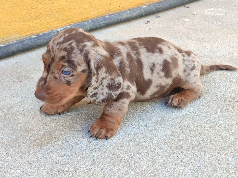 Teckel macho chocolate Merle bem malhado