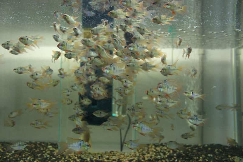 Апистограмма, электрик блю.