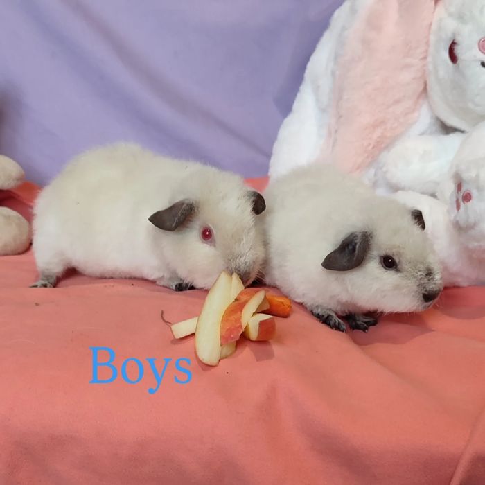 Чудові малята морська свинка