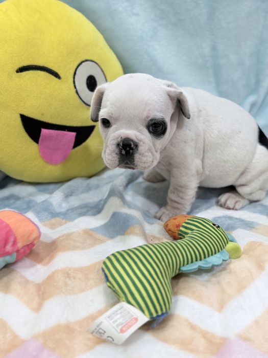 Bulldog francês  lindo menino piratinha