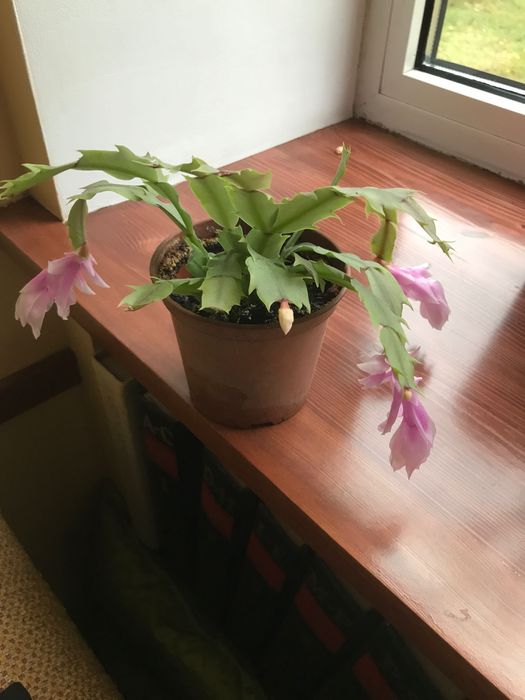 Grudnik grudzień młoda sadzonka rozowy