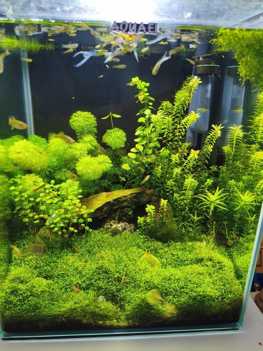 Riccia Fluitans trawnik akwariowy rośliny
