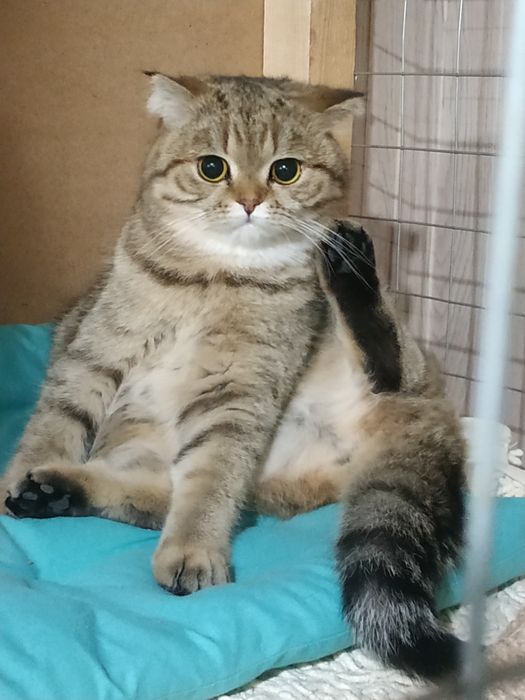 Зоогостиница  для кошек и котов\передержка.