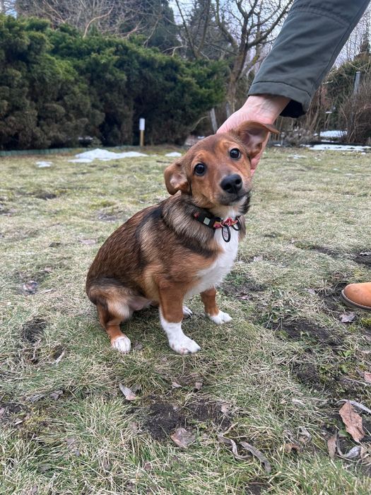 Mała Tola szuka domu