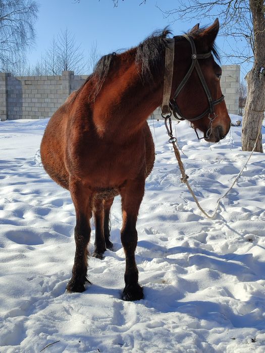 Молода робоча кобила