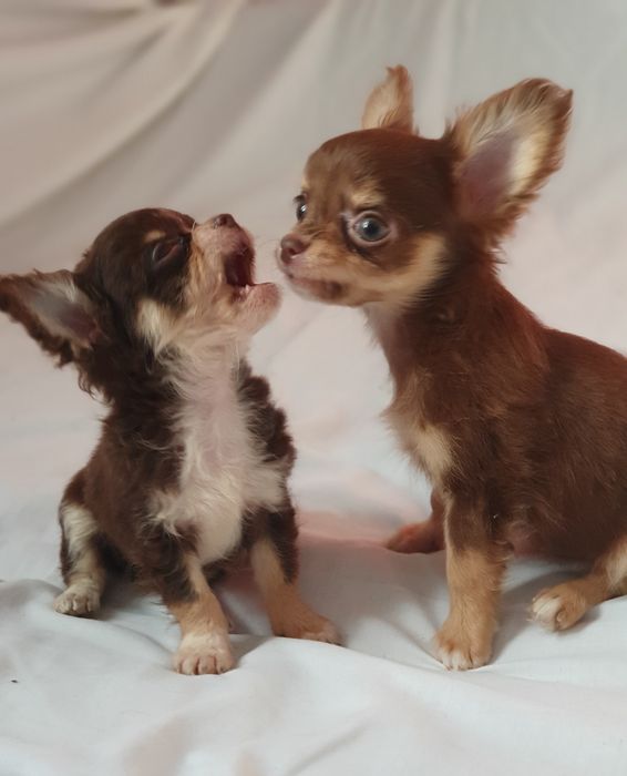 Мини мини девочка чихуахуа