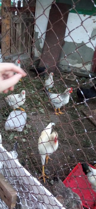 Півні  несуча порода